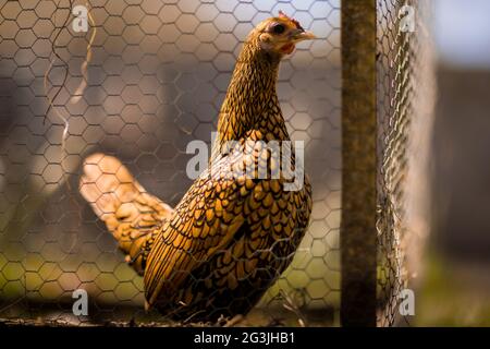 Freilaufende Hühner - Ingwer das Huhn verbringt ihre Zeit damit, sich in der Sonne zu sonnen und nach Herzensangelegenheit durch den Garten zu Streifen! Stockfoto