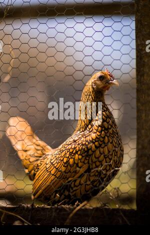 Freilaufende Hühner - Ingwer das Huhn verbringt ihre Zeit damit, sich in der Sonne zu sonnen und nach Herzensangelegenheit durch den Garten zu Streifen! Stockfoto