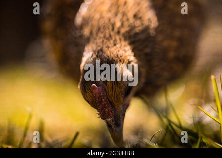 Freilaufende Hühner - Ingwer das Huhn verbringt ihre Zeit damit, sich in der Sonne zu sonnen und nach Herzensangelegenheit durch den Garten zu Streifen! Stockfoto