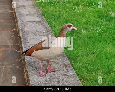 Ägyptische Gans, die auf etwas Gras läuft Stockfoto