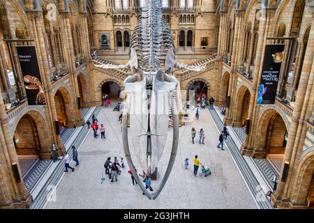 LONDON, GROSSBRITANNIEN - 19. MAI 2021: Eingang des Natural History Museums Stockfoto