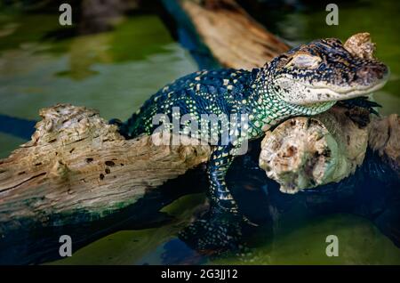 Ein junger amerikanischer Alligator ruht mit geschlossenen Augen auf einem Baumstamm auf der Gulf Coast Gator Ranch and Tours, 12. Juni 2021, in Moss Point, Mississippi. Stockfoto