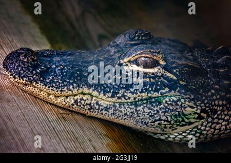 Ein junger amerikanischer Alligator ruht auf der Gulf Coast Gator Ranch and Tours, 12. Juni 2021, in Moss Point, Mississippi. Stockfoto