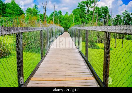 Eine Promenade führt die Besucher durch Alligator-verseuchten Sümpfe an der Golfküste Gator Ranch and Tours, 12. Juni 2021, in Moss Point, Mississippi. Stockfoto