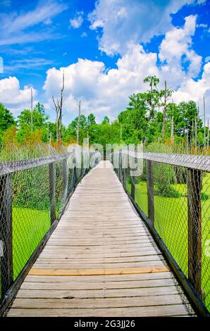 Eine Promenade führt die Besucher durch Alligator-verseuchten Sümpfe an der Golfküste Gator Ranch and Tours, 12. Juni 2021, in Moss Point, Mississippi. Stockfoto