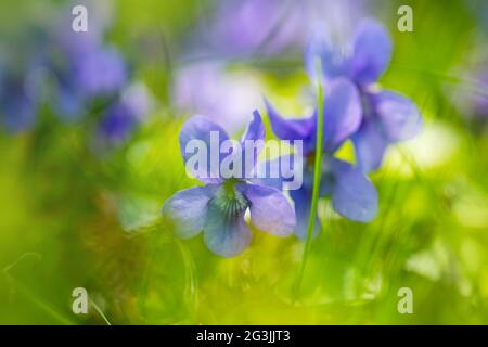 Wilde Veilchen in der Natur. Nahaufnahme von gewöhnlichem Violett. Weichfokus. Natur Hintergrund. Süßes Violett. Gewöhnliches Violett oder Gartenviolett Stockfoto