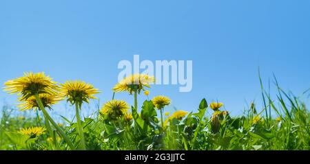 Grüne Wiese mit gelben Löwenzahn. Nahaufnahme des gelben Frühlingsblumen auf dem Boden Stockfoto
