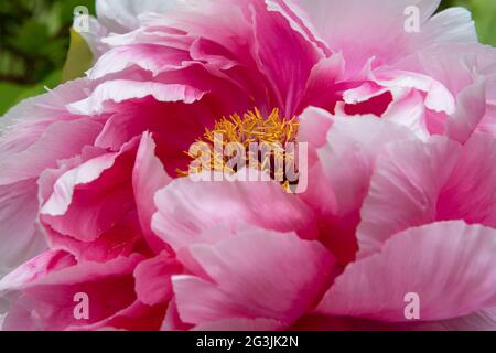 Nahaufnahme der schönen rosa Pfingstrose Blume im Frühlingsgarten. Makro Rosa Pfingstrose. Schöne florale Hintergrund. Naturkonzept Stockfoto