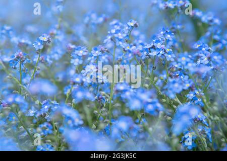 Frühlingshintergrund mit blauen Vergissmeinnicht-Blüten (Myosotis sylvatica, arvensis oder Skorpiongräser). Nahaufnahme von Vergissmeinnicht-Blumen Stockfoto