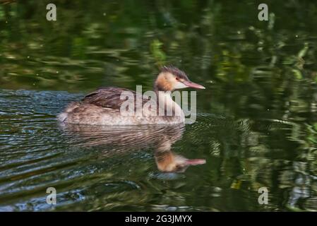 Nahaufnahme eines neuseeländischen Greifvogels, der im Teich schwimmt Stockfoto