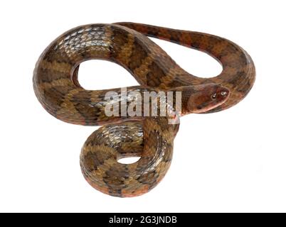 Südamerikanische Wasserschlange (Helicops angulatus), Provinz Orellana, Ecuador Stockfoto