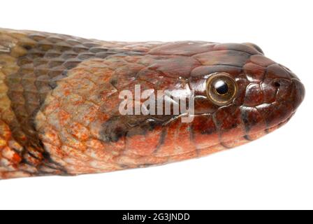 Südamerikanische Wasserschlange (Helicops angulatus), Provinz Orellana, Ecuador. Nahaufnahme des Kopfes. Stockfoto