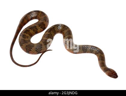 Südamerikanische Wasserschlange (Helicops angulatus), Provinz Orellana, Ecuador Stockfoto