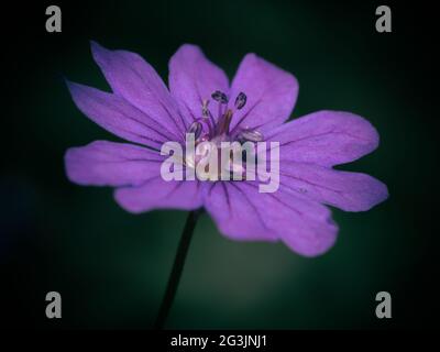 Eine einzelne Geranium (Kranichschnabel) Blume aus nächster Nähe in einem britischen Garten. Ein detailliertes Makrofoto mit geringer Schärfentiefe, um die Blume zu isolieren Stockfoto