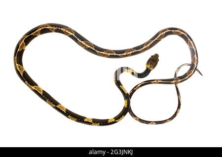 Nicht identifizierte Schlangenarten (Dipsas sp.) aus dem ecuadorianischen Amazonas Stockfoto