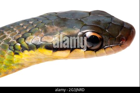 Royal Ground Snake (Erythrolamprus reginae), Orellana Provinz, dem ecuadorianischen Amazonas. Kopf aufziehen. Stockfoto