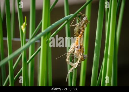 Libelle taucht auf in der Mt Coot-Tha Library „Frog Ponds“ auf Stockfoto