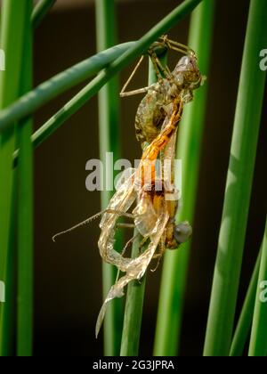 Libelle taucht auf in der Mt Coot-Tha Library „Frog Ponds“ auf Stockfoto