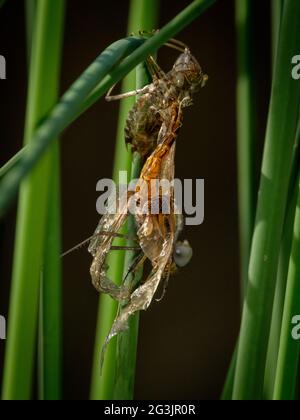 Libelle taucht auf in der Mt Coot-Tha Library „Frog Ponds“ auf Stockfoto