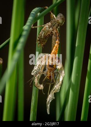 Libelle taucht auf in der Mt Coot-Tha Library „Frog Ponds“ auf Stockfoto