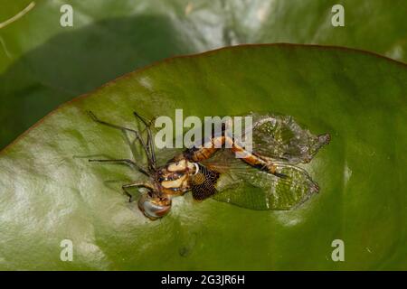 Libelle taucht auf in der Mt Coot-Tha Library „Frog Ponds“ auf Stockfoto