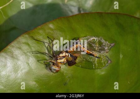 Libelle taucht auf in der Mt Coot-Tha Library „Frog Ponds“ auf Stockfoto