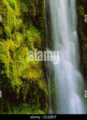 Willamette National Forest Cascade Range Central Oregon Proxy fällt mit moosigen Felsen mit verschwommenem Wasser, Waldlage Oregon State Stockfoto