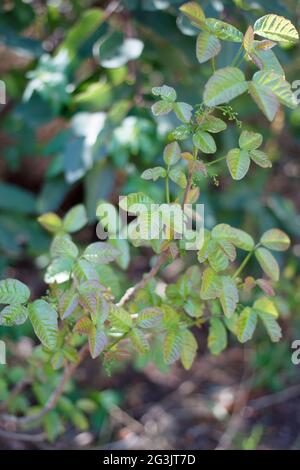 Zinnig dreiblättrige Lappenblätter von Gifteiche, Toxicodendron Diversilobum, Anacardiaceae, geboren in den Santa Monica Mountains, Frühling. Stockfoto