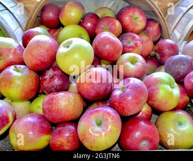 Eine üppige Präsentation von roten reifen Macoun-Äpfeln - ein süßer, knackiger Apfel aus dem Hudson Valley im Bundesstaat New York. Stockfoto