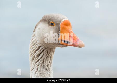 Vogel-Gänse Nahaufnahme des Kopfes bei Tageslicht im Freien gesehen Stockfoto