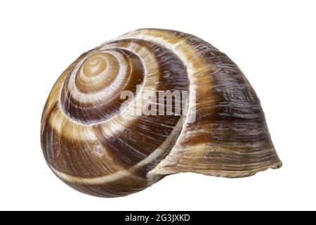 Leere Schneckenschale. Die Schale schützt den Schwertfisch vor dem Wetter. Isolierter Hintergrund. Stockfoto