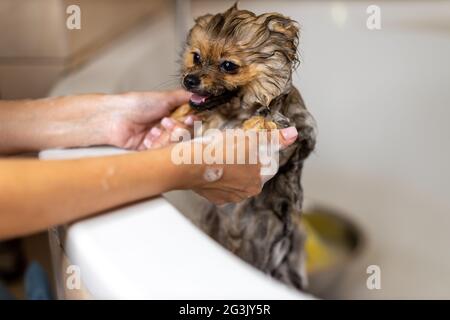 Sehr kleiner pommerischer Hund. Nimmt ein Bad, zwei Hände des Besitzers reinigen das Tier in einem weißen Bad, das glückliche Tier sieht die Person mit großer Liebe an Stockfoto