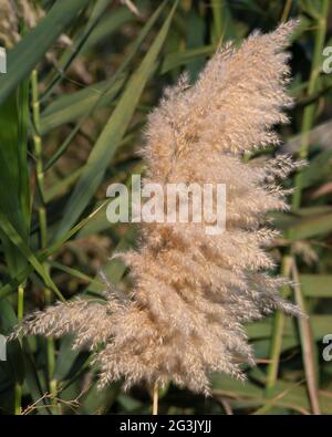Phragmites australis Schilf im Jordan River Valley Stockfoto