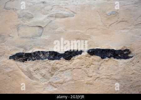 Flint-Gesteinsschicht aus Eozän-Kalkstein an der Wand des Tsin Canyon im en Avdat National Park, Israel Stockfoto