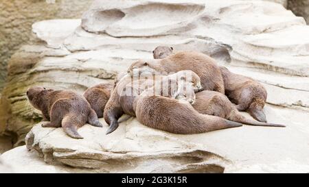 Faule Gruppe asiatischer kleinklauiger Otter Stockfoto