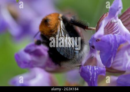 Baum-Bumblebee (bombus hypnorum) auf Salbei blüht in einem Garten im Juni, North Yorkshire, England, Vereinigtes Königreich Stockfoto