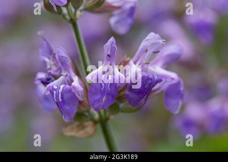 Salbei (Salvia officianalis) blüht im Juni in einem Garten, North Yorkshire, England, Vereinigtes Königreich Stockfoto