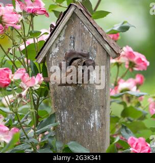 Haus wren auf alten hölzernen Vogelhaus im Sommergarten thront Stockfoto