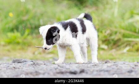Border Collie Welpe auf einem Bauernhof, spielt mit einem kleinen Stock Stockfoto