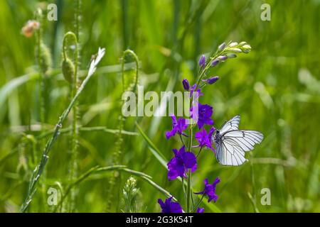 Selektive Fokusaufnahme einer lila forking larksporn Blume mit einem schwarz-ained weißen Schmetterling auf Stockfoto