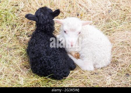 Kleine neugeborene Lämmer, die auf dem Gras ruhen - Schwarz und Weiß Stockfoto