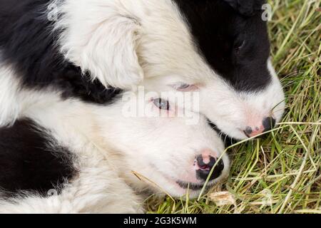 Border Collie Welpen schlafen auf einem Bauernhof Stockfoto