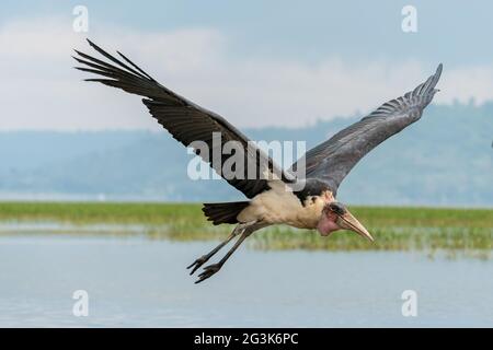 Marabou Stork im Flug Stockfoto