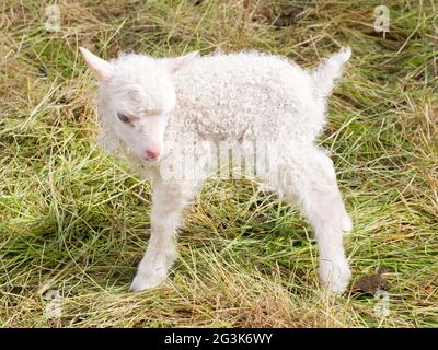 Kleines neugeborenes Lamm, das auf dem Gras steht Stockfoto
