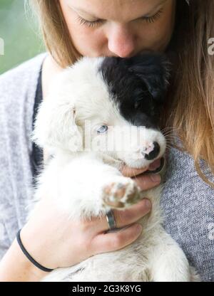 Kleiner Border Collie Welpe mit blauem Auge in den Armen einer Frau Stockfoto