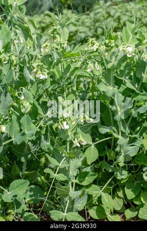 Blühende Gartenerbse (Pisum sativum) im Garten. Pflanzenblüte der PEA. Nahaufnahme. Details. Stockfoto