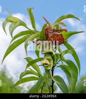 Pfirsich-Blatt-Locke. Obstbaum infiziert mit Taphrina deformans im Frühsommer. Pilz und Pflanzenerreger. Stockfoto