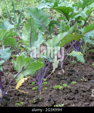 Lila Kohlrabi-Sämlinge (Deutsche oder Kohlrüben), die im Garten wachsen. Selektiver Fokus. Stockfoto