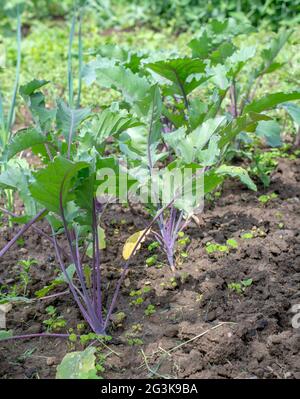 Lila Kohlrabi-Sämlinge (Deutsche oder Kohlrüben), die im Garten wachsen. Selektiver Fokus. Stockfoto