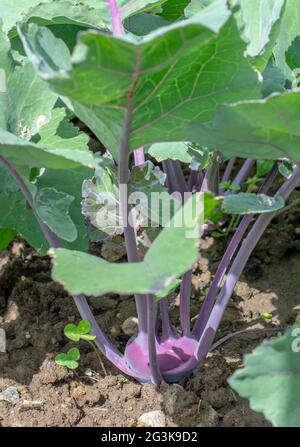 Im Garten wachsen frische junge Köpfe von purpurnen Kohlrabi (deutsche oder Kohlrübe). Selektiver Fokus. Stockfoto